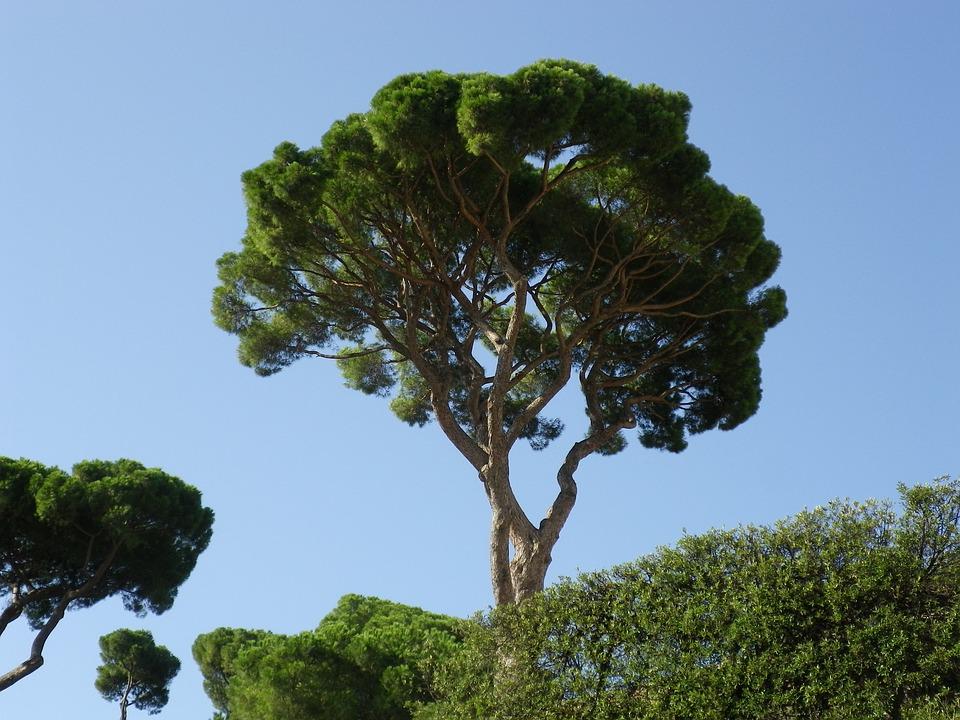 Un milione di alberi con PNRR