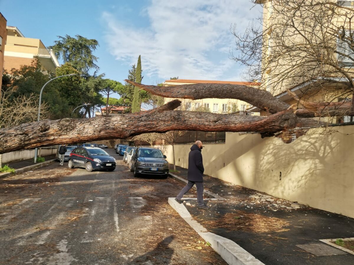 Albero cade nel giardino