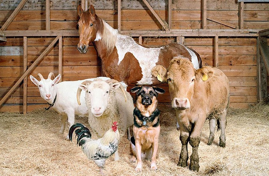 Festa di Sant’Antonio Abate con Fattoria Italia a San Pietro