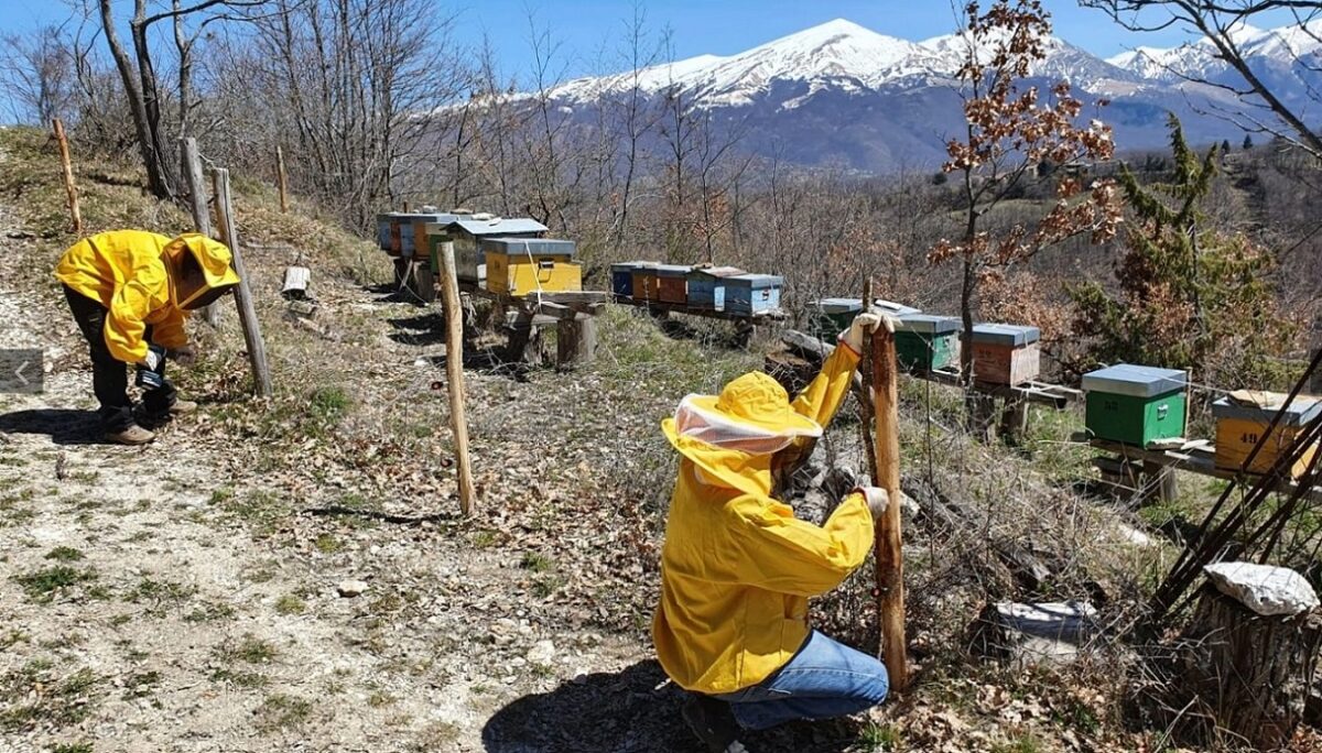 Dai radicchi scoloriti alle api sconvolte dal clima: manca l'inverno