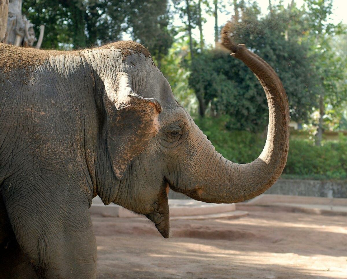 Al Bioparco Befana all'insegna dell'ambiente
