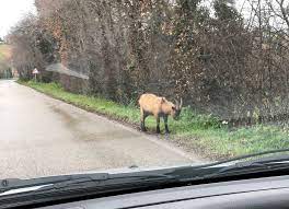 Caprone si scaglia contro