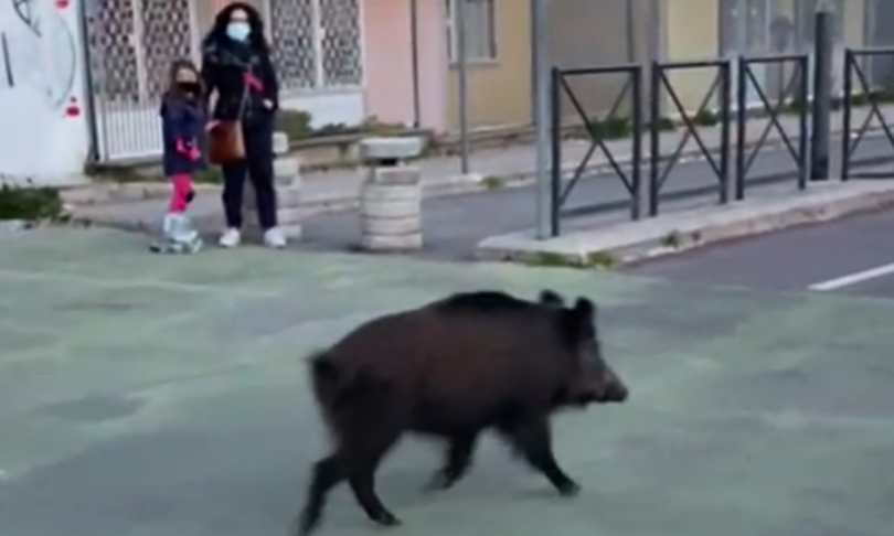 Cinghiali a Roma sono troppi