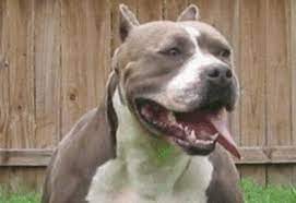 Donna aggredita dal suo pitbull