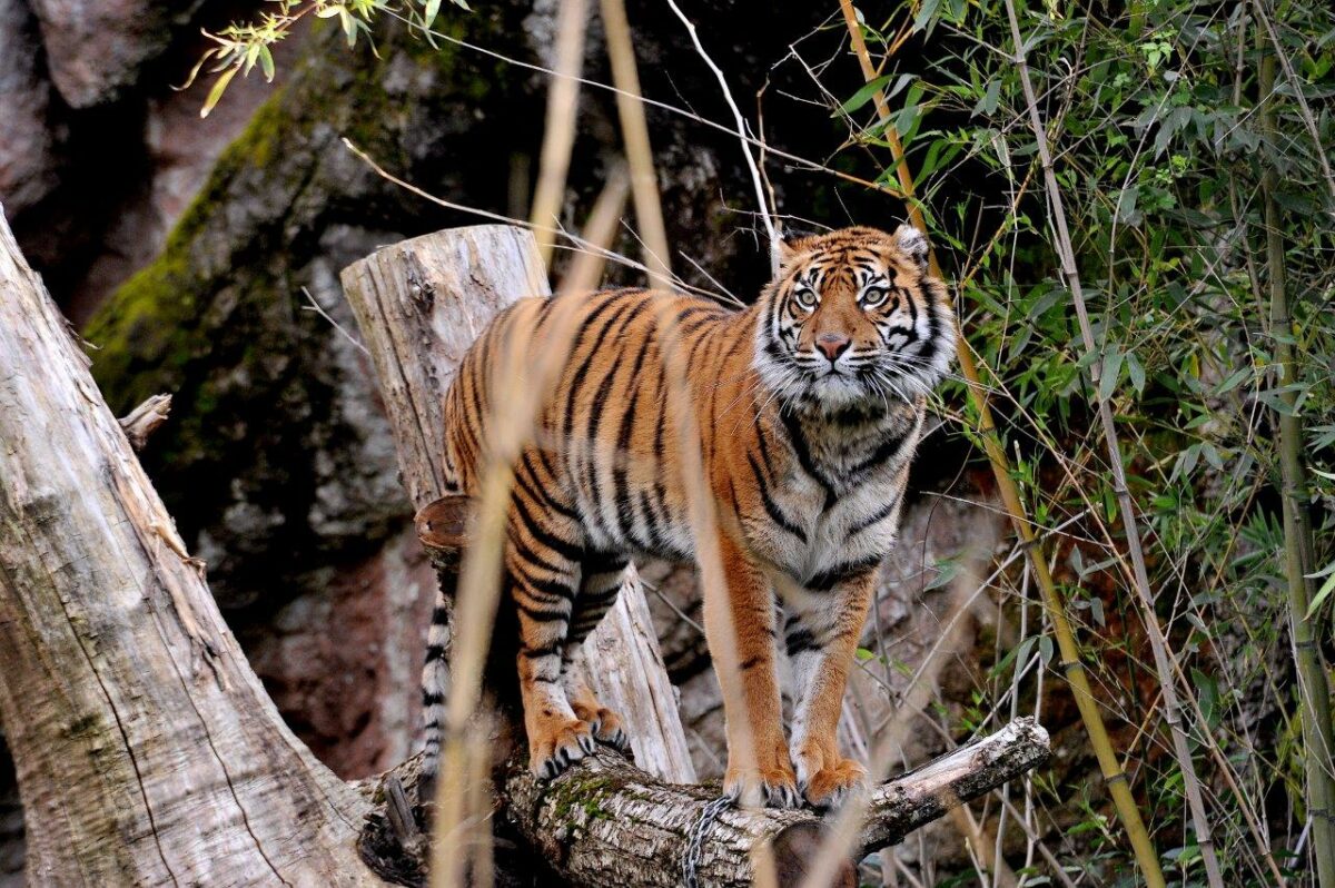 Carnevanimale al Bioparco