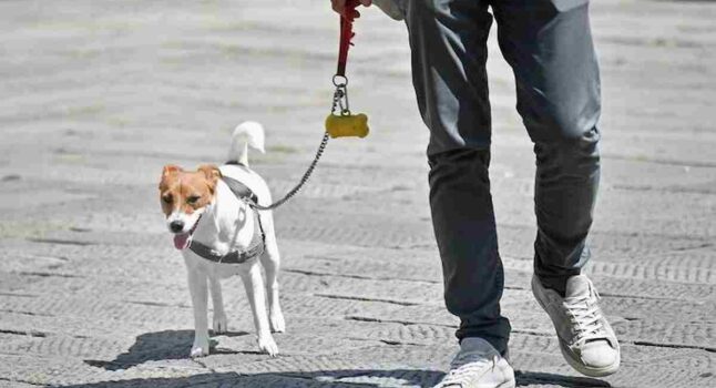 C'è un furgone che ruba cani