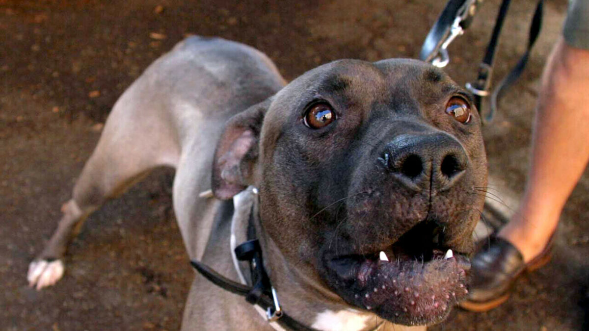 Pitbull sbrana due gattini