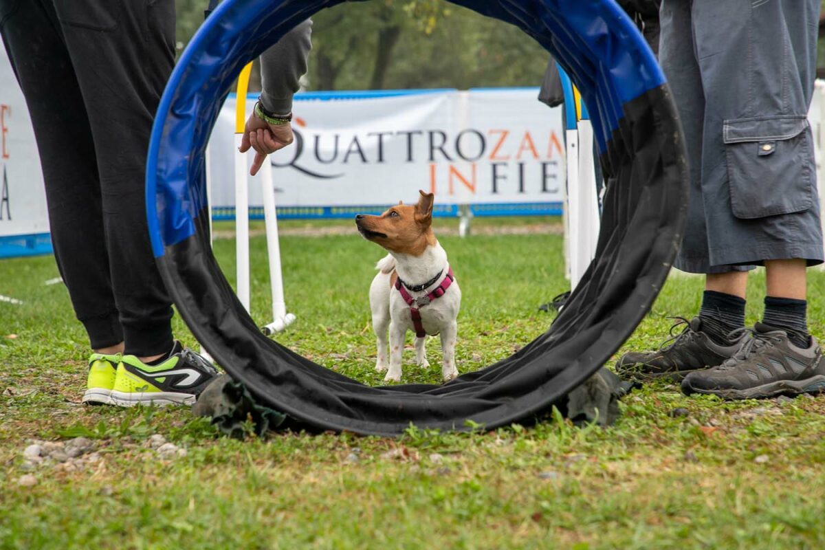 Quattrozampeinfiera, nel week end alla Fiera di Roma