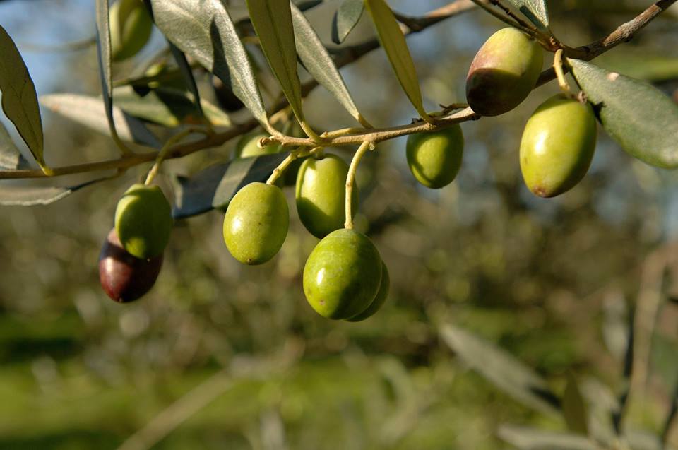 Oleoturismo in Italia in crescita esponenziale