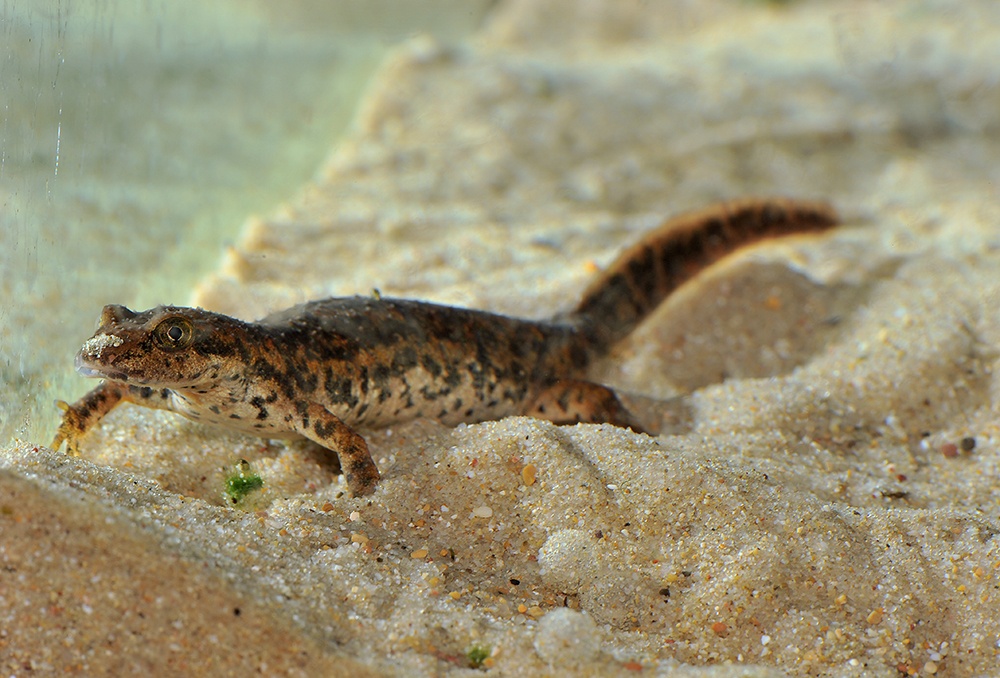 Il Bioparco aderisce alla Giornata Mondiale della Fauna il 5 marzo