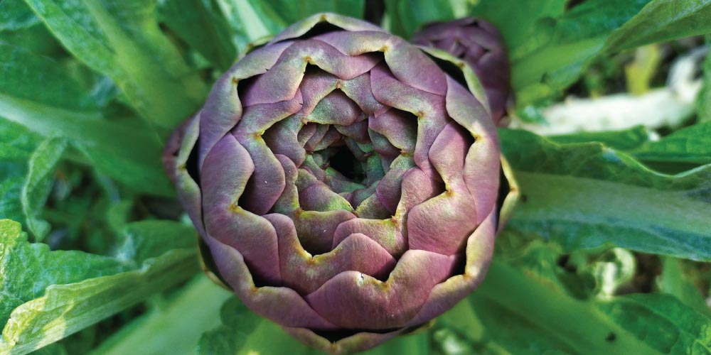 Il cuore di Roma s’infiamma per il Festival del Carciofo Romanesco