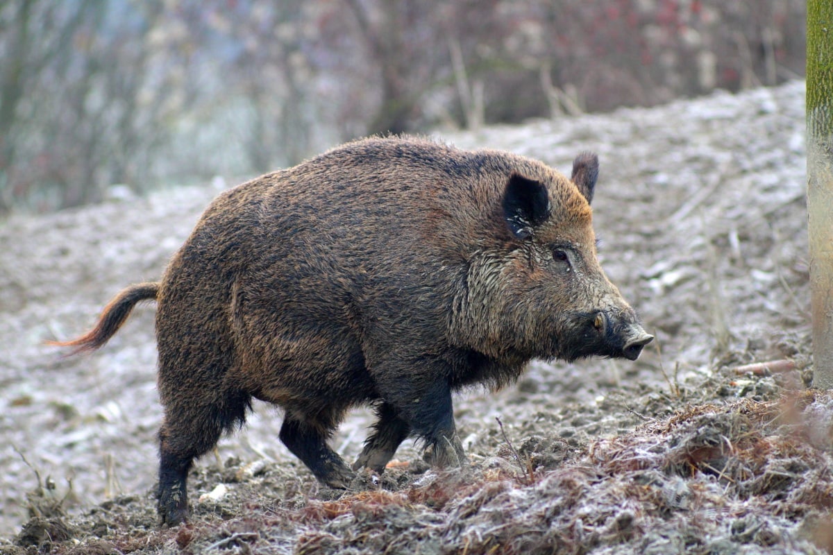 Caccia al cinghiale a Monte Rufeno, insorge l'On. Brambilla
