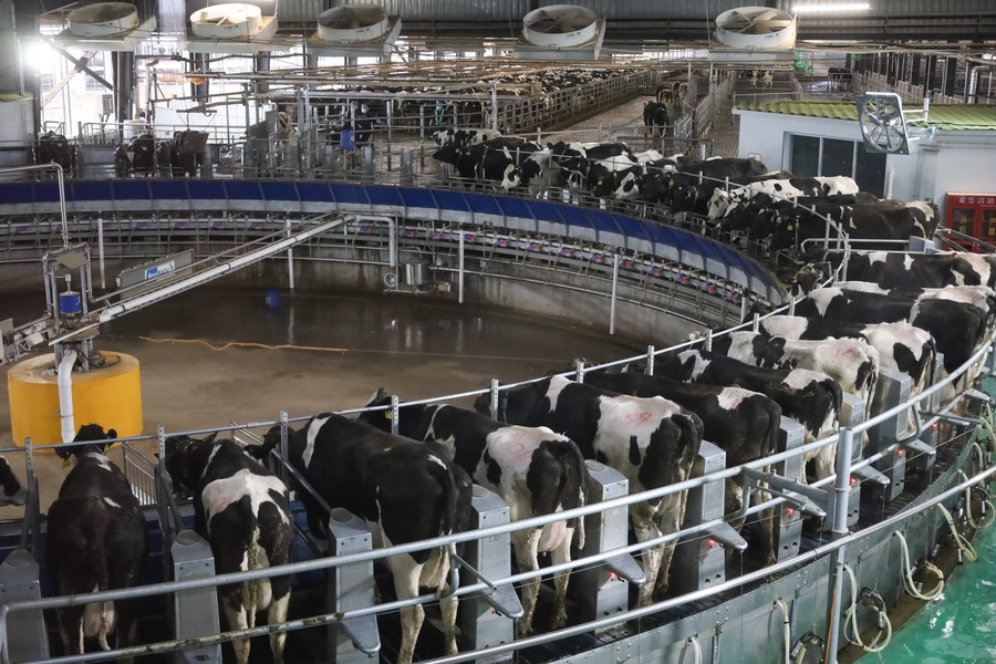 Il grande caldo assedia le fattorie: cala la produzione di latte