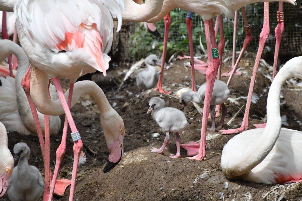 Fiocco rosa al Bioparco