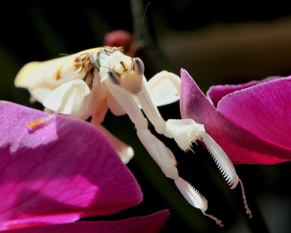 Invertebrati sotto i riflettori del Bioparco