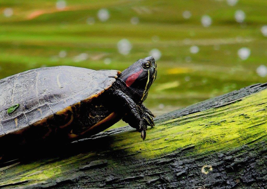 Occhio all'alieno domenica 7 maggio al Bioparco
