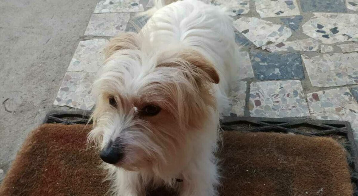 Ladro entra in casa e ruba cane
