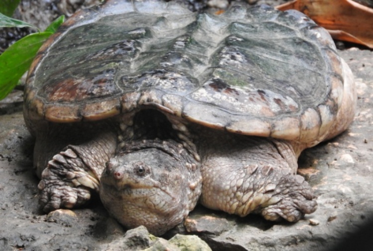 Trovata tartaruga azzannatrice