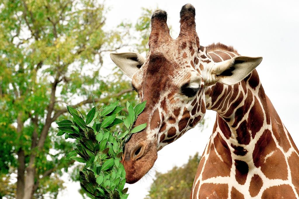 Sua altezza la giraffa al Bioparco domenica 18 giugno