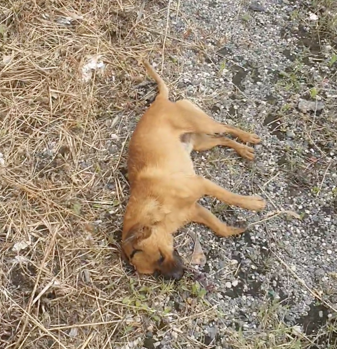 Cane lanciato da auto in corsa