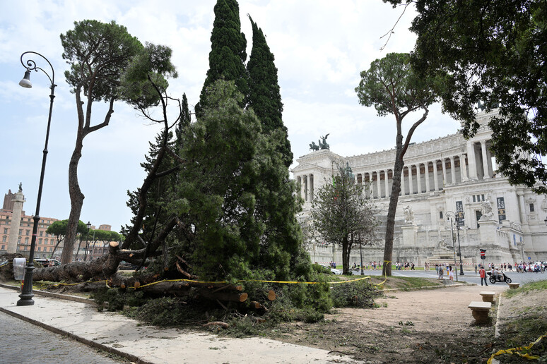 Cade un pino secolare a Roma