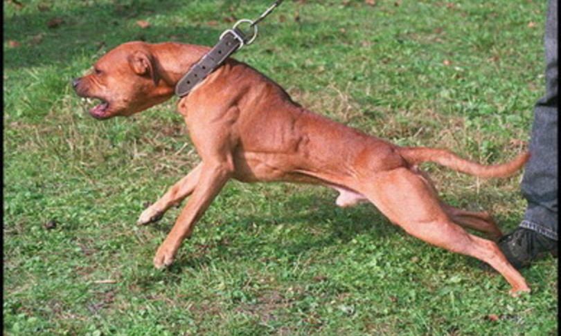 Aizza il suo pitbull contro