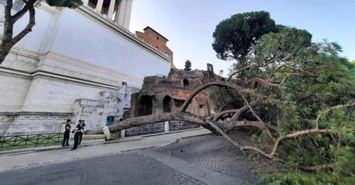 Incuria del verde a Roma: nota del M5S
