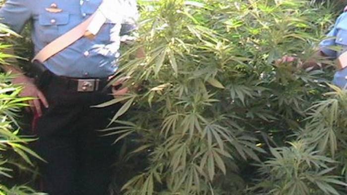 Piante di cannabis scoperte