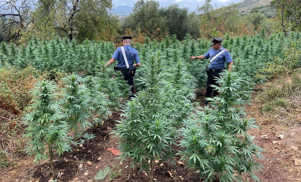 Piantagione di cannabis scovata dai Carabinieri di Monterotondo