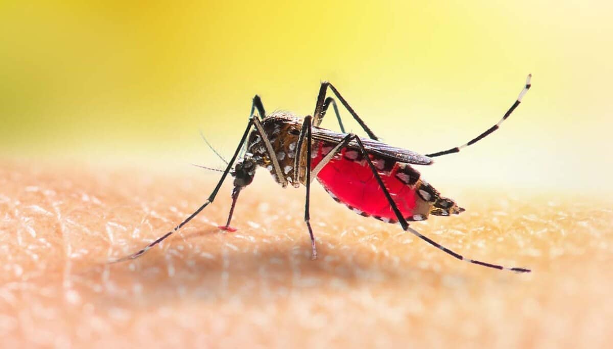 Nuovi casi di virus Dengue