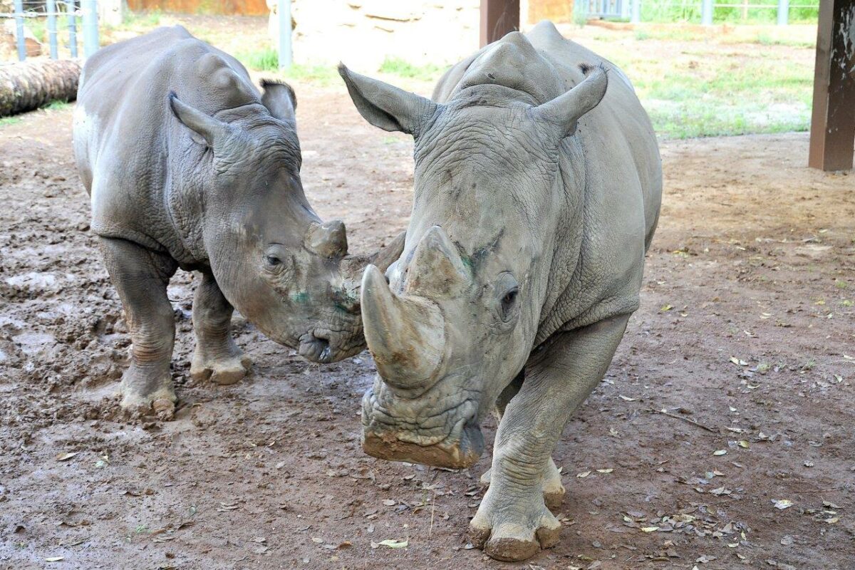Giornata Internazionale del Rinoceronte domenica al Bioparco
