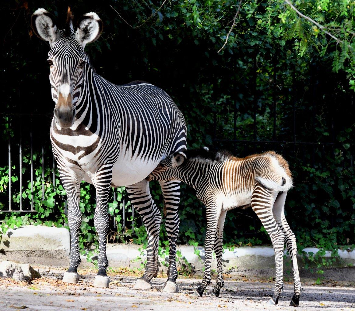 Fiocco rosa al Bioparco: nata una zebra di Grevy