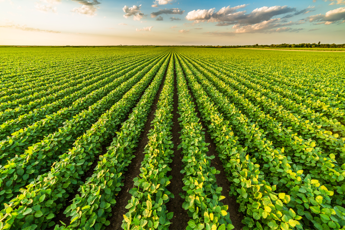 L’export agroalimentare cresce in controtendenza