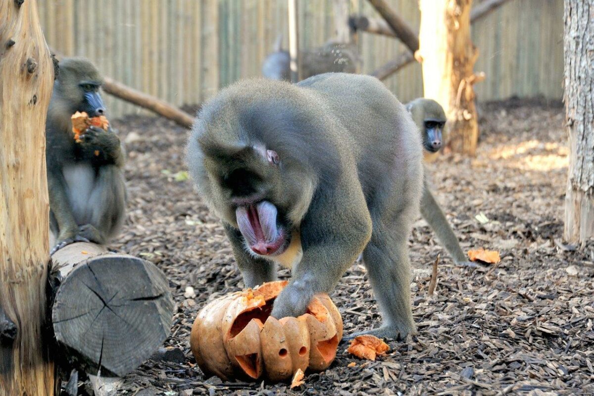 Halloween speciale al Bioparco di Roma