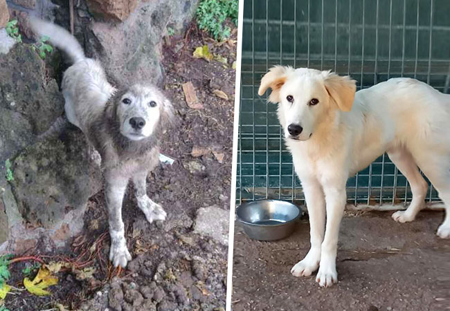 Un cucciolo salvato dalle guardie zoofile dell’Oipa a Blera