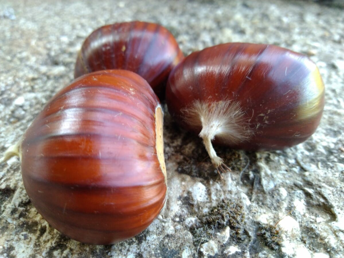 Sagra del marrone a Segni