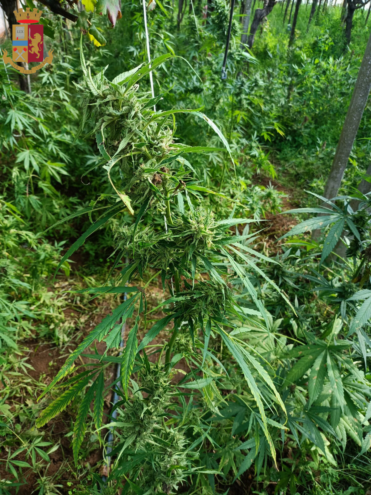 sequestrata marijuana