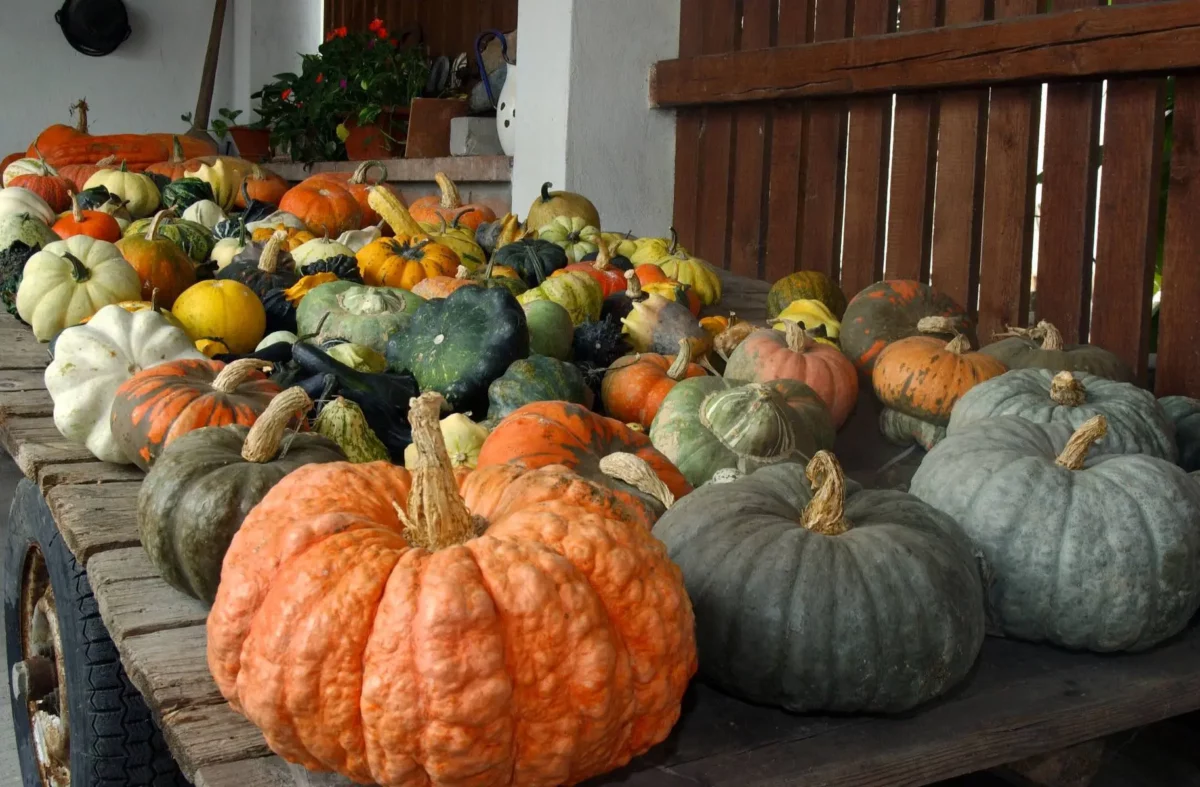 zucca day