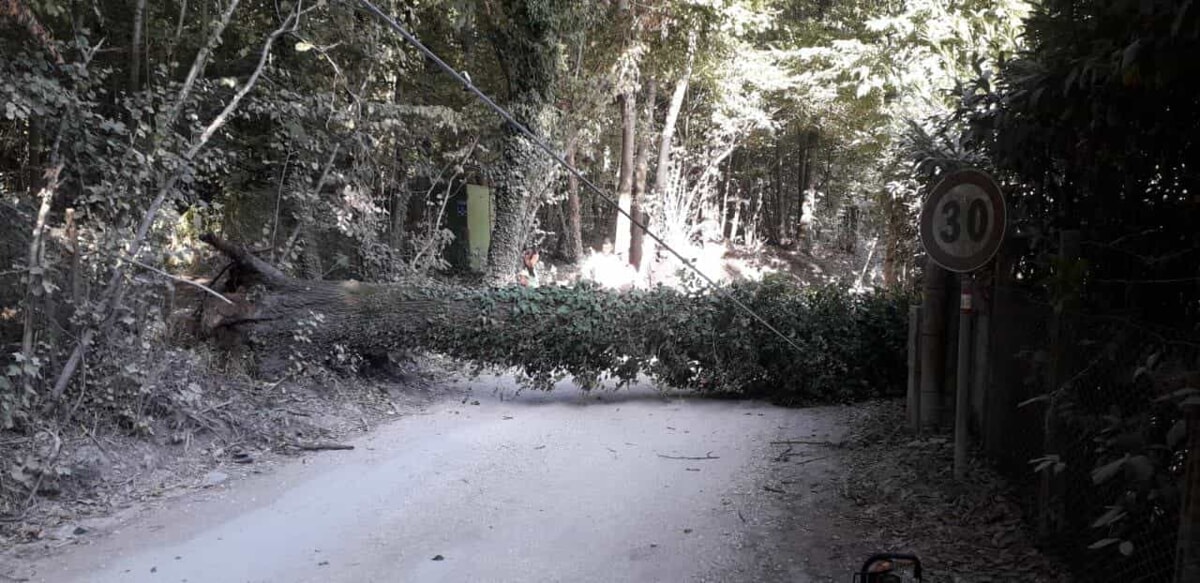 Tanti gli interventi per alberi caduti