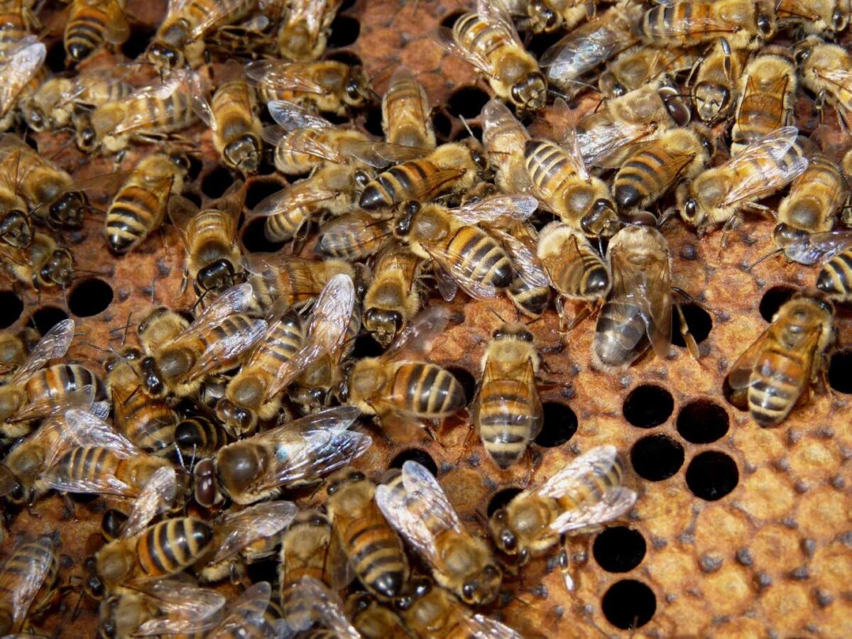 Il clima pazzo sconvolge la vita delle persone e delle api