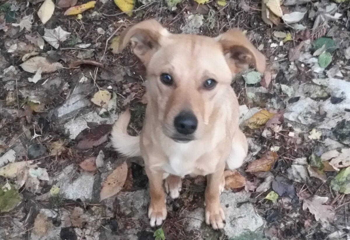 “Doggy Brunch a Garbatella” il 24 novembre allo Spazio Cenacoli