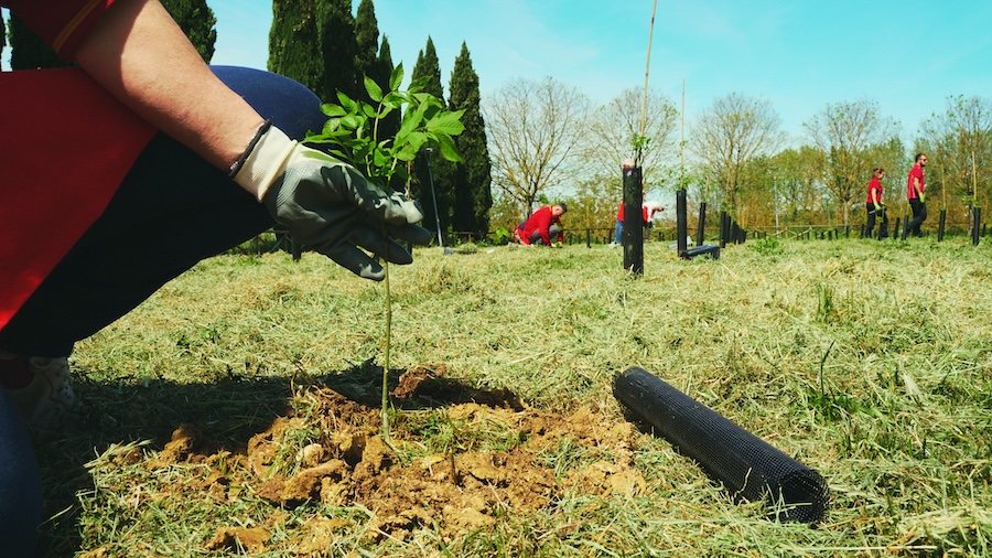 3.500 nuovi alberi per fornire servizi ecosistemici alla città