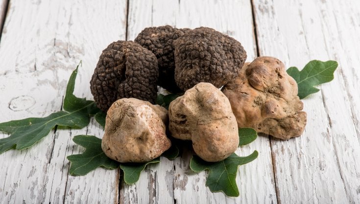 Festa del Tartufo Bianco e Nero Pregiato di Campoli Appennino vicina