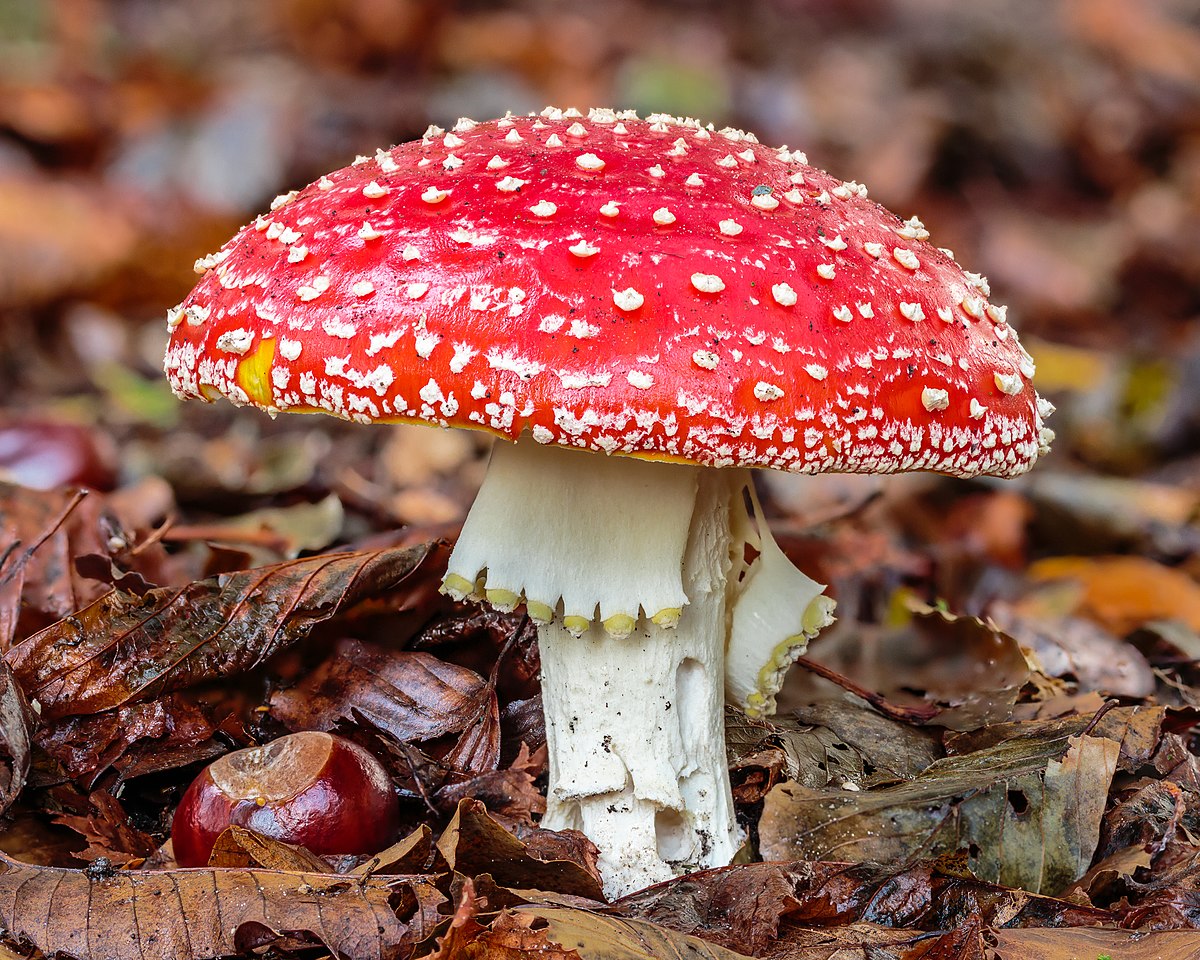 “I funghi e il bosco”