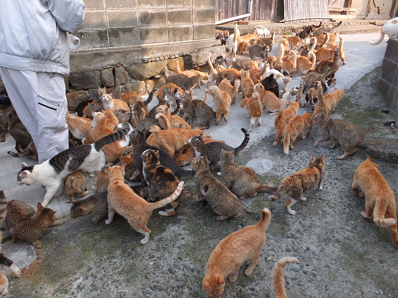 46 gatti sequestrati