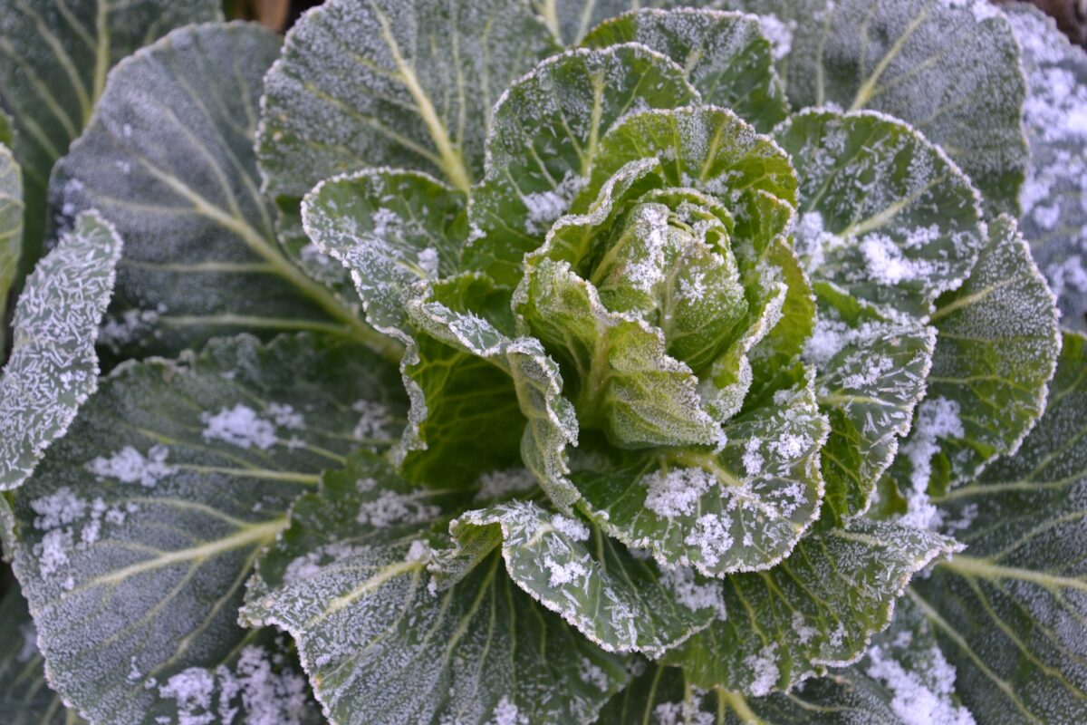 arrivo del gelo colpisce verdure e ortaggi coltivati all’aperto