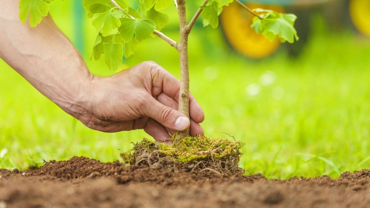 La messa a dimora di nuovi alberi in un Paese come l’Italia che dispone di appena 32,5 metri quadrati di verde urbano per abitante