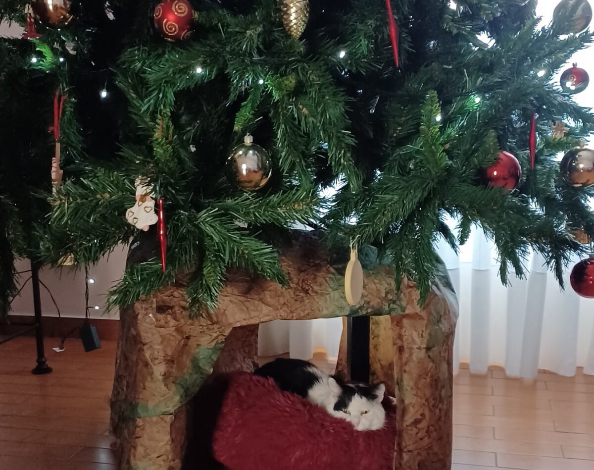 Dare nuova vita agli abeti di Natale, riconsegnandoli alla natura