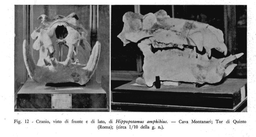 Il territorio di Roma popolato un tempo da elefanti e ippopotami