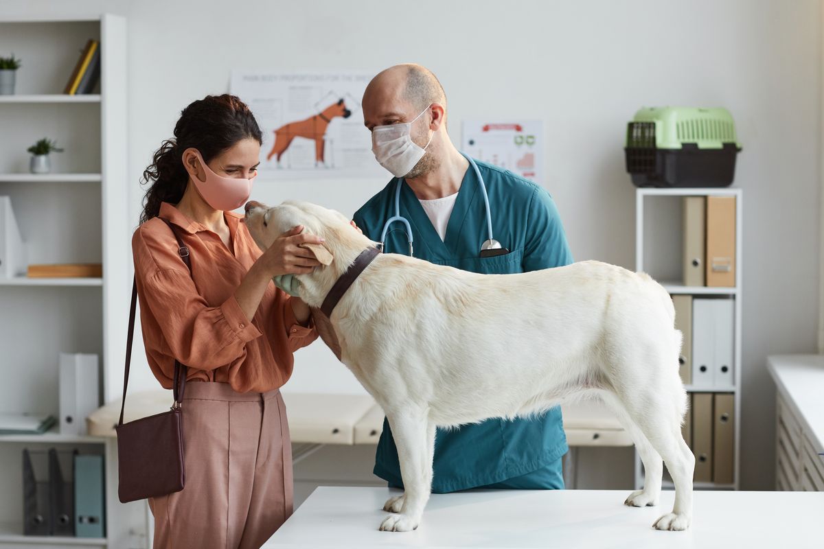 Ospedale veterinario a Roma